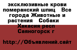 эксклюзивные крови-померанский шпиц - Все города Животные и растения » Собаки   . Хакасия респ.,Саяногорск г.